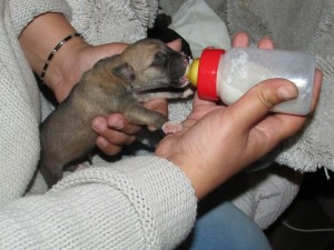IMG_9774_800x600